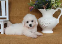 Bella, a female Bichon Frise for sale in Conway, AR – 4 of 7