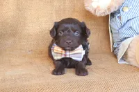 Rudy, a male Yorkipoo for sale in Conway, AR – 3 of 5