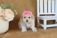 Gwen, a female Maltipoo for sale in Conway, AR – Photo 2 of 5