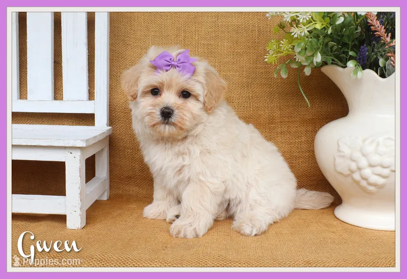 Gwen – Maltipoo puppy for sale in Conway, AR