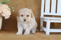 Gwen, a female Maltipoo for sale in Conway, AR – Photo 3 of 5