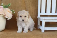 Gwen, a female Maltipoo for sale in Conway, AR – Photo 5 of 5