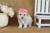 Gwen, a female Maltipoo for sale in Conway, AR – Photo 4 of 5