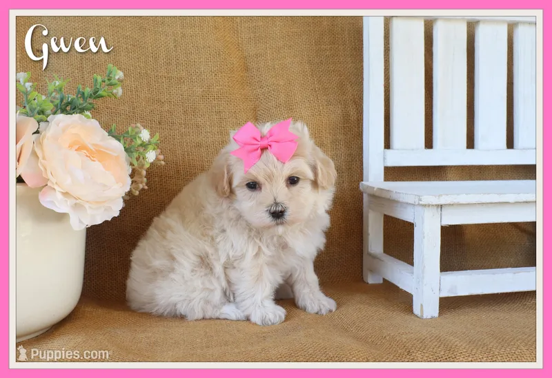 Gwen – Maltipoo puppy for sale in Conway, AR