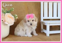 Gwen, a female Maltipoo for sale in Conway, AR – Photo 1 of 5