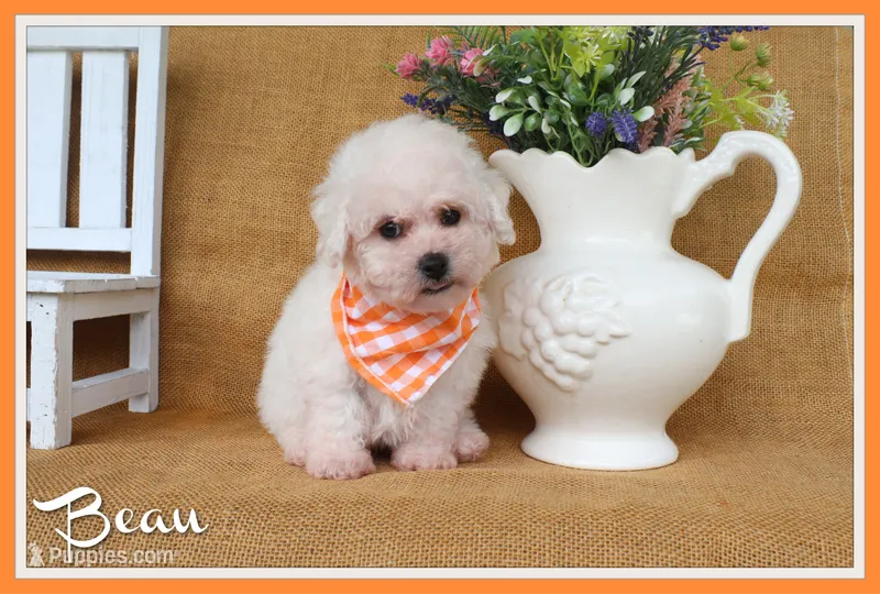 Beau – Bichon Frise puppy for sale in Conway, AR