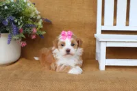 Hallie, a female Havanese for sale in Conway, AR – 3 of 6