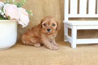 Nova, a female Cavapoo for sale in Conway, AR – Photo 4 of 4