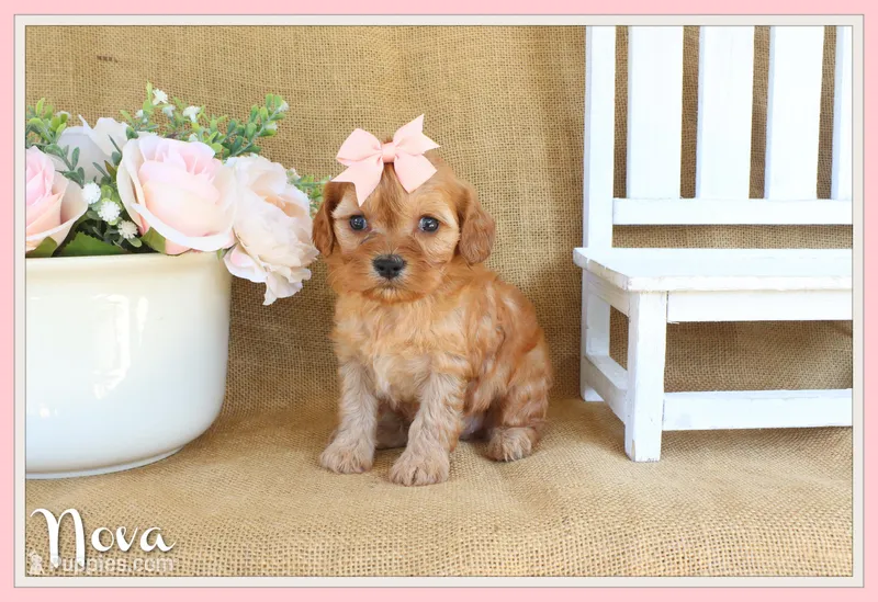 Nova – Cavapoo puppy for sale in Conway, AR