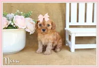 Nova, a female Cavapoo for sale in Conway, AR – Photo 1 of 4