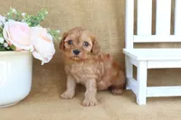Nova, a female Cavapoo for sale in Conway, AR – Photo 2 of 4