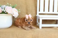 Nova, a female Cavapoo for sale in Conway, AR – Photo 3 of 4