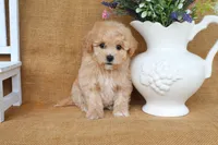 June, a female Poochon for sale in Conway, AR – 3 of 5