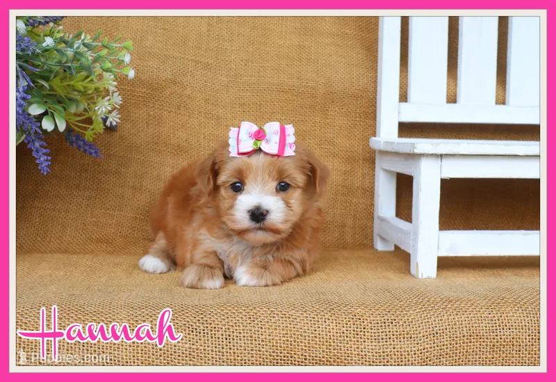 Hannah – Havanese puppy for sale in Conway, AR