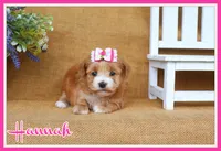 Hannah, a female Havanese for sale in Conway, AR – 1 of 6