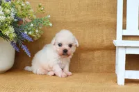 Bella, a female Bichon Frise for sale in Conway, AR – 2 of 8