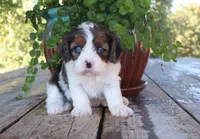 Allie, a female Cavapoo for sale in Conway, AR – 2 of 4