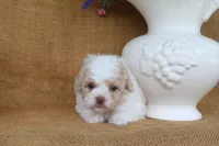 Dean, a male Poodle - Toy  for sale in Conway, AR – 2 of 4