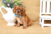 Levi, a male Cavalier King Charles Spaniel for sale in Conway, AR – 6 of 6