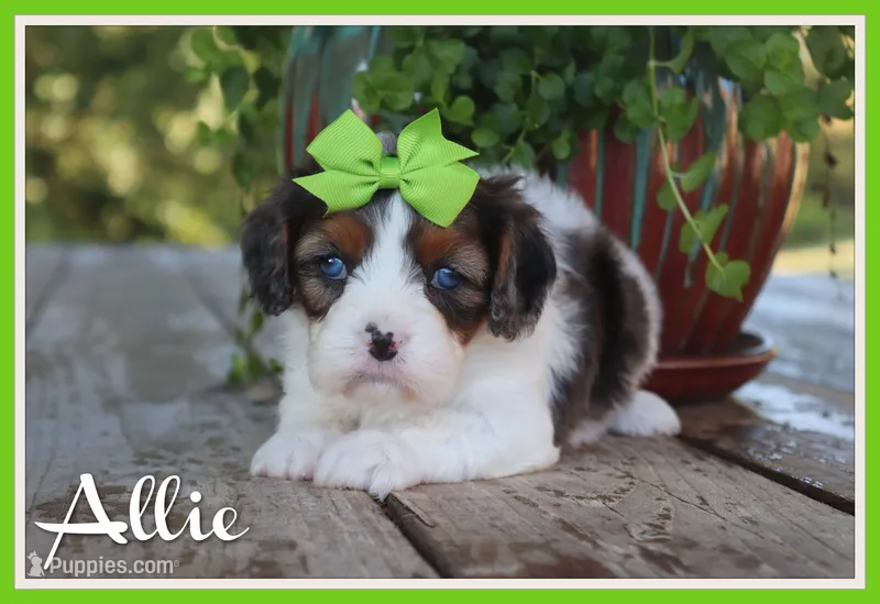 Allie – Cavapoo puppy for sale in Conway, AR