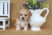 Tessa, a female Cavachon for sale in Conway, AR – 4 of 5