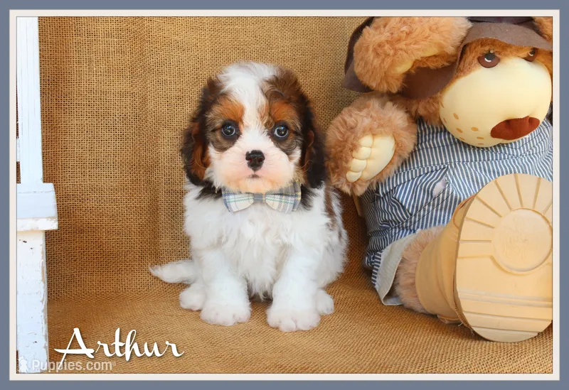 Arthur – Cavapoo puppy for sale in Conway, AR