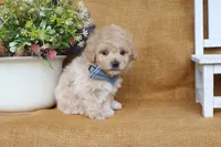 Joseph, a male Poochon for sale in Conway, AR – 4 of 5