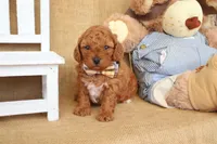 Tucker, a male Poodle - Miniature  for sale in Conway, AR – Photo 5 of 5