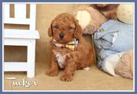 Tucker, a male Poodle - Miniature  for sale in Conway, AR – Photo 1 of 5