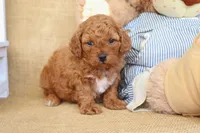 Tucker, a male Poodle - Miniature  for sale in Conway, AR – Photo 2 of 5