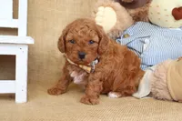 Tucker, a male Poodle - Miniature  for sale in Conway, AR – Photo 3 of 5