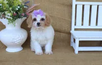Victoria, a female Cavapoo for sale in Conway, AR – 6 of 7