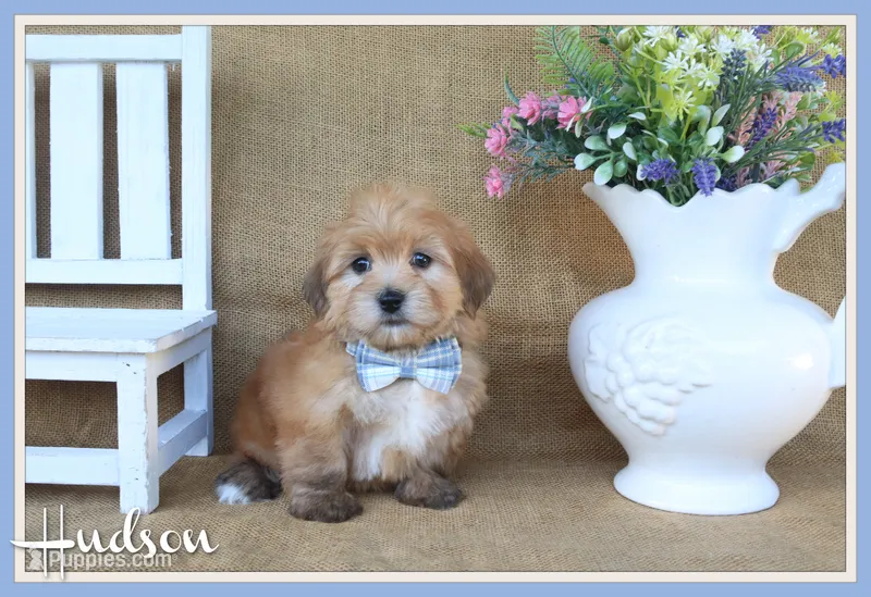 Hudson – Havanese puppy for sale in Conway, AR