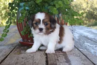 Adam, a male Cavapoo for sale in Conway, AR – 3 of 6