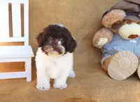 Otis, a male Cavapoo for sale in Conway, AR – 2 of 5
