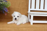Aurora, a female Bichon Frise for sale in Conway, AR – 4 of 7