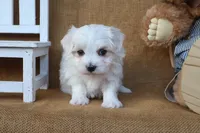 Micah, a male Maltese for sale in Conway, AR – 6 of 7