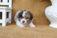 Dylan, a male Poodle - Toy  for sale in Conway, AR – 3 of 4
