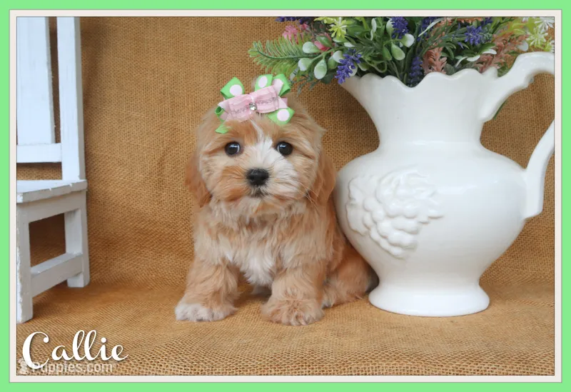Callie – Havapoo puppy for sale in Conway, AR