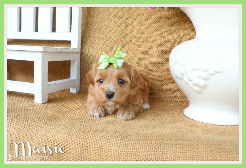 Maisie – Maltipoo puppy for sale in Conway, AR