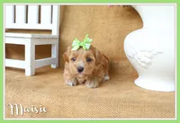 Maisie, a female Maltipoo for sale in Conway, AR – 1 of 4