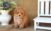 Miles, a male Maltipoo for sale in Conway, AR – 4 of 9