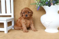 Brooklyn, a female Cavapoo for sale in Conway, AR – 3 of 5