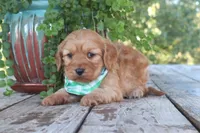 Cash, a male Cavapoo for sale in Conway, AR – 5 of 7