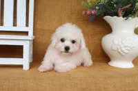 Bella, a female Bichon Frise for sale in Conway, AR – 2 of 7