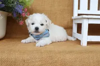 Aiden, a male Bichon Frise for sale in Conway, AR – 6 of 7