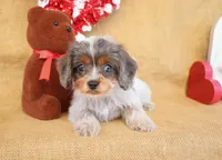 Delilah, a female Cavapoo for sale in Conway, AR – Photo 2 of 4