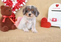 Delilah, a female Cavapoo for sale in Conway, AR – Photo 3 of 4