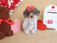 Delilah, a female Cavapoo for sale in Conway, AR – Photo 1 of 4