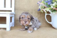 Crew, a male Cockapoo for sale in Conway, AR – Photo 3 of 5